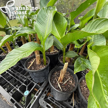 Heliconia Big Bud Plant