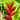 Heliconia Bihai Criswick Plant