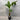 Heliconia Black Cherry 200mm pot Plant