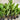 Heliconia Black Cherry - 300mm pot - Plant