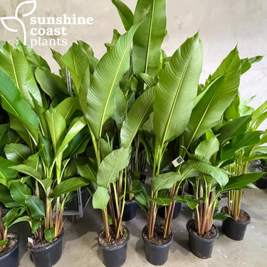 Heliconia Black Cherry - 300mm pot - Plant