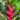 Heliconia Black Cherry Plant