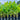 Heliconia caribaea Chartreuse 300mm pot