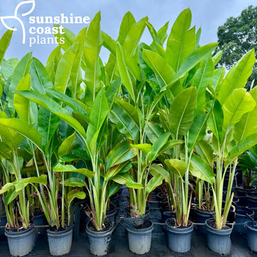 Heliconia caribaea Chartreuse 300mm pot