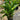 Heliconia Carribbean Flame in 300mm pots