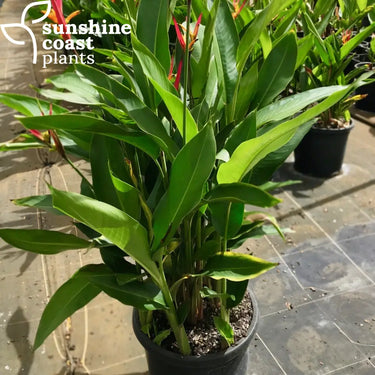 Heliconia Carribbean Flame in 300mm pots