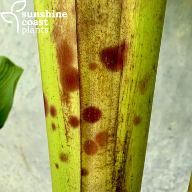 Unique patterned stem of the Maya Blood