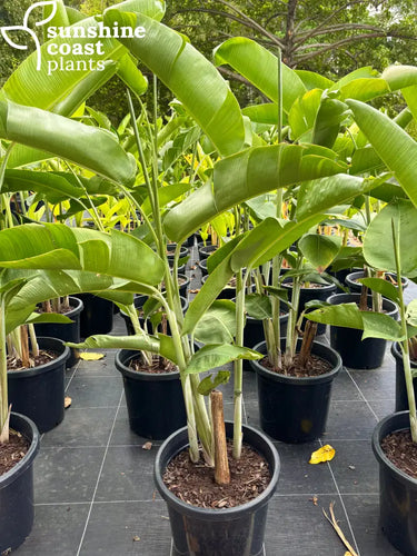 Heliconia Chartacea Temptress 300mm pot Plant