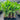 Heliconia Chartacea Temptress 300mm pot Plant