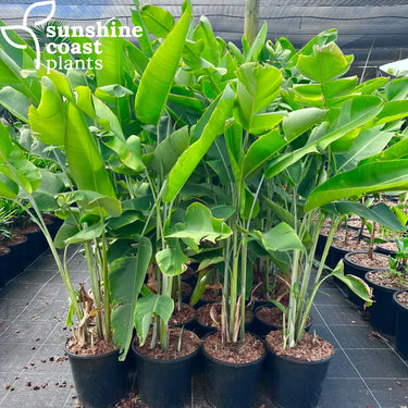 Heliconia Chartacea Temptress 300mm pot Plant