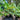 Heliconia Chartacea Temptress 300mm pot Plant