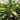 Heliconia Chocolate Dancer 300mm pot Plant