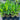 Heliconia Daintree 250mm Plant