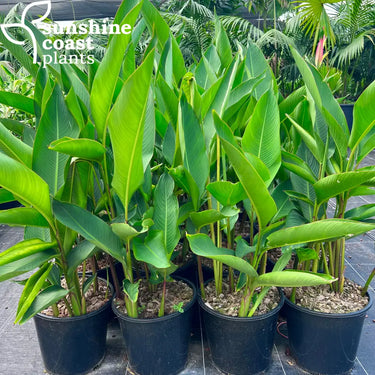 Heliconia Daintree 250mm Plant