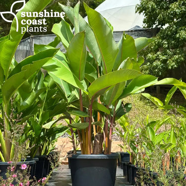 Heliconia Dinosaur growing happily in full sun at our nursery