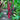 Heliconia Dinosaur gets its name from its huge hanging bracts