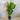 Heliconia Firebird Plant