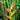 Heliconia Giant Claw 250mm Plant