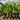 Heliconia Giant Claw 250mm Plant