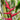 Heliconia Hot Rio Nights 