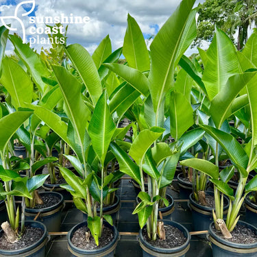 We grow our own Heliconia Hot Rio Nights so we have full control of the quality