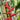 Heliconia Hot Rio Nights Plant