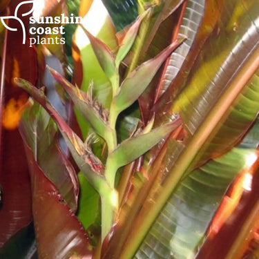Heliconia Indica Rubra 250mm pot Plant