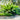 Heliconia Jacquinii makes a great statement plant or perfect for screening