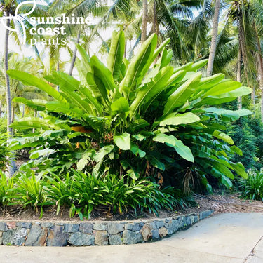 Heliconia Jacquinii makes a great statement plant or perfect for screening