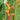 Heliconia Jacquinii has beautiful upright red and orange flowers with a white base and green lips