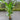 Heliconia Kawauchi is an impressive variety perfect for use as a screen or stand alone feature