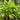 Heliconia Piton Point 200mm pots over 1m tall
