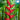 Heliconia Piton Point grows 3.5m to 4.5m tall