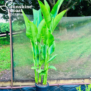 Heliconia Prince of Darkness 300mm Plant