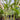 Heliconia Prince of Darkness Plant