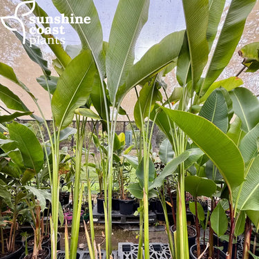Heliconia Prince of Darkness Plant