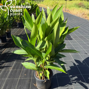 Heliconia psittacorum Flame - 300mm pot