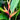 Heliconia Flame grows to 1.5m to 2m tall