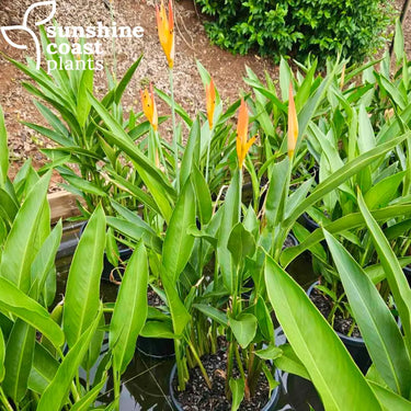 Heliconia psittacorum Frosty Orange 300mm pot