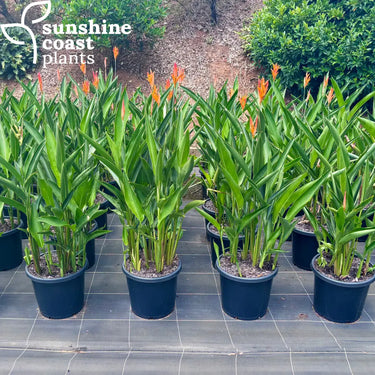 Heliconia Frosty Orange 300mm pot