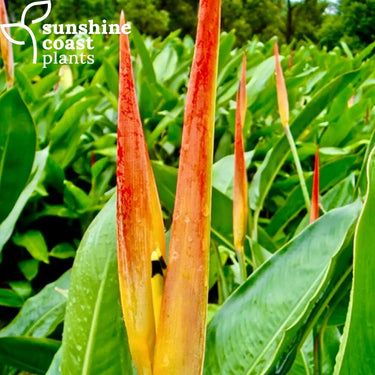 Heliconia psittacorum Frosty Orange 