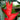 Heliconia Purpurea 300mm Plant