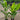 Heliconia Rauliniana - 200mm pot - Plant