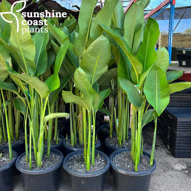 Heliconia Rauliniana in 300mm pots