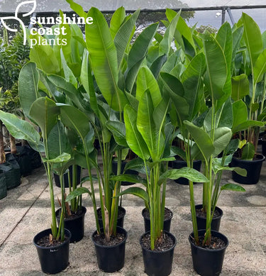 Heliconia Rauliniana has a more vertical growth characteristic over other varieties