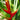 Heliconia Richmond Red is a great screening heliconia growing to 4.5m tall