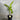 Heliconia Tropics - 200mm pot - Plant