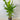 Heliconia Tropics - Plant