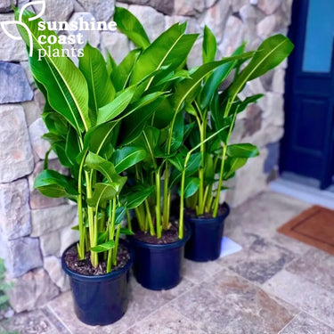 Heliconia Tropics 300mm pot