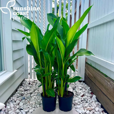 Heliconia Tropics 200mm pot
